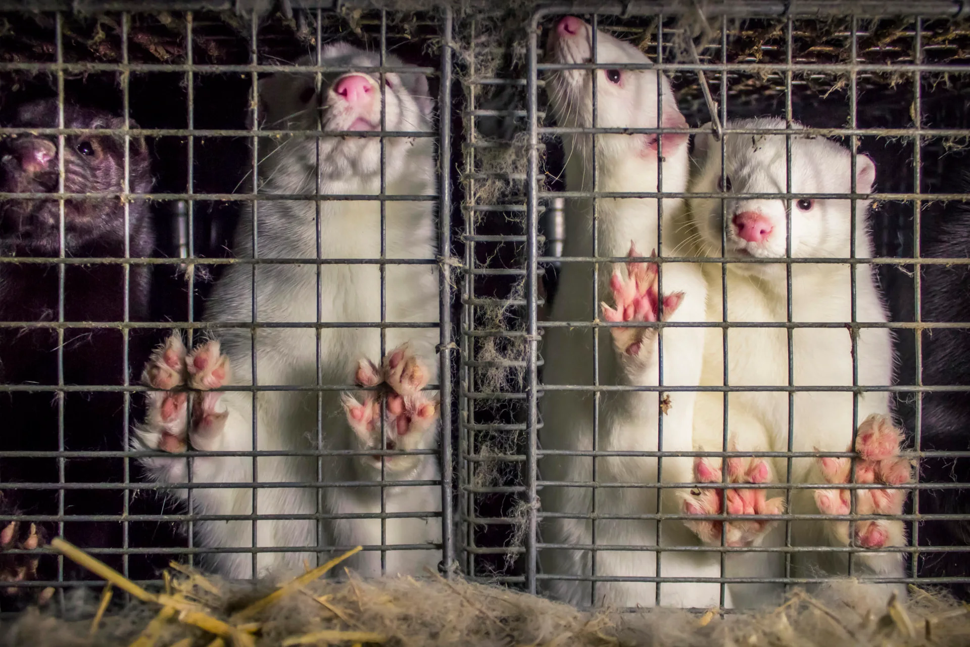 In Defense of Veganism